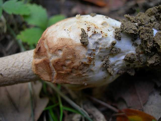 Amanita  battarrae  (Boud.)  Bon